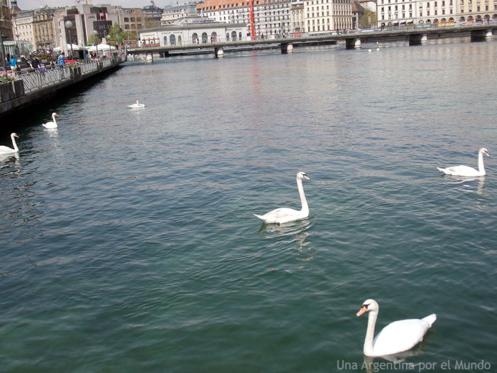 Ginebra - Suiza - Cisnes