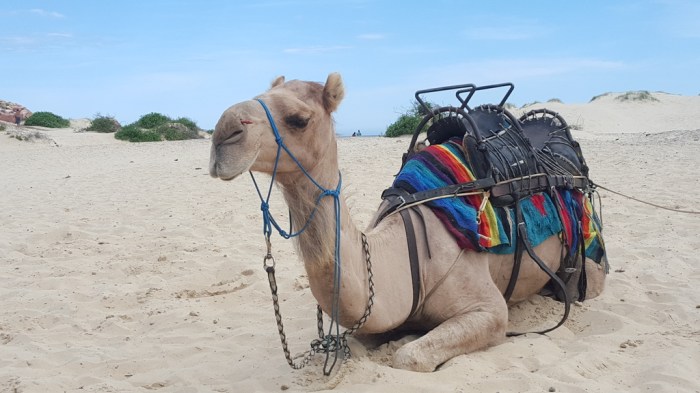 Port Stephens Australia NSW Camel