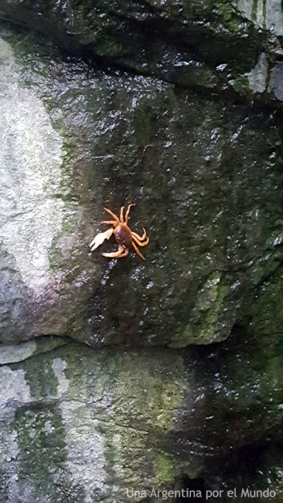 Bosque de Japón Cangrejos Osaka Aquarium