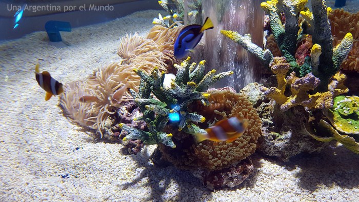 Pez cirujano Pezz payaso osaka aquarium