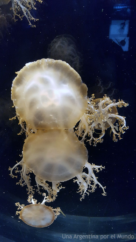 Medusas Osaka Aquarium