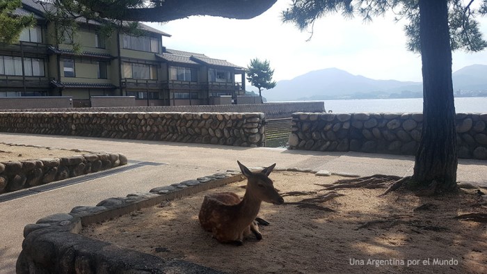 Ciervo Miyajima Itsukushima