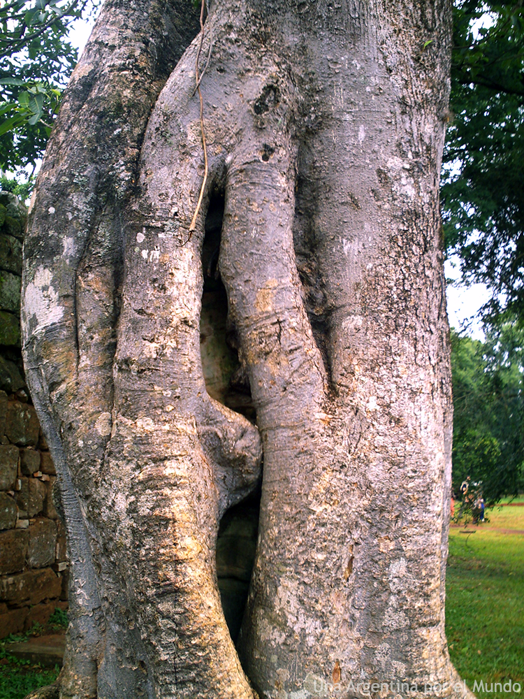 arbol corazon de piedra en san ignacio mini