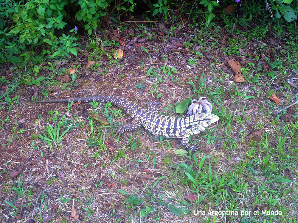 lagarto Parque Nacional Iguazú